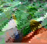 Australian Butterfly Sanctuary- Virtual Interactive Tour With Private Guide - Kempsey Accommodation