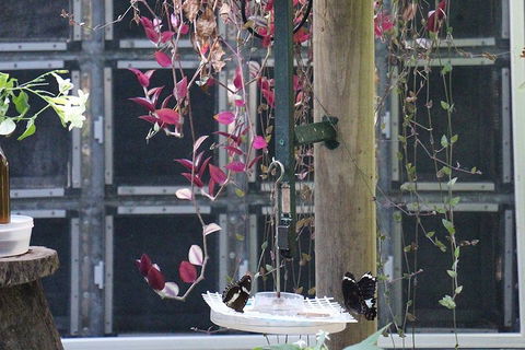 Australian Butterfly Sanctuary- Virtual Interactive Tour With Private Guide - Kempsey Accommodation 1