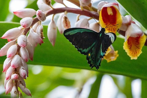 Australian Butterfly Sanctuary- Virtual Interactive Tour With Private Guide - Kempsey Accommodation 2