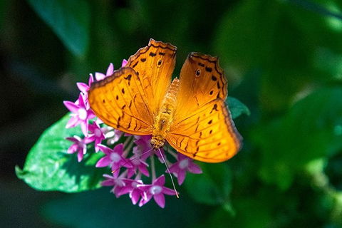 Australian Butterfly Sanctuary- Virtual Interactive Tour With Private Guide - Kempsey Accommodation 3