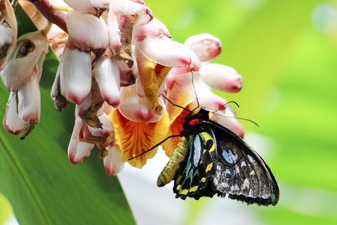 Australian Butterfly Sanctuary- Virtual Interactive Tour With Private Guide - Kempsey Accommodation 5