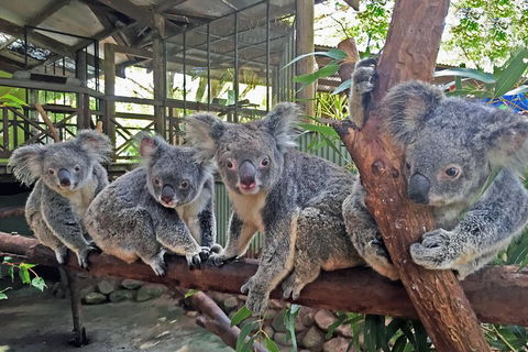 Best Of Kuranda Including Skyrail, Kuranda Scenic Railway And Rainforestation - Kempsey Accommodation 4