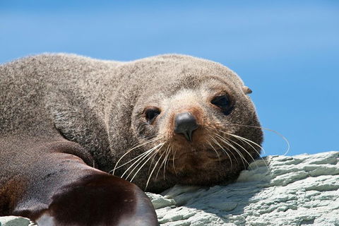 Kangaroo Island 75-Minute Ocean Safari - Kempsey Accommodation 1