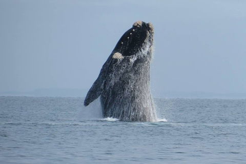 Kangaroo Island 75-Minute Ocean Safari - Kempsey Accommodation 2