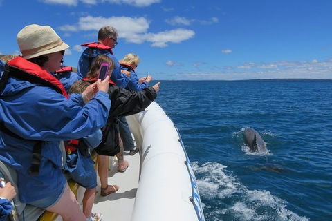 Kangaroo Island 75-Minute Ocean Safari - Kempsey Accommodation 3
