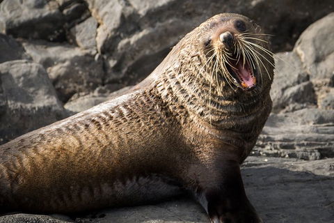 Kangaroo Island 75-Minute Ocean Safari - Kempsey Accommodation 5