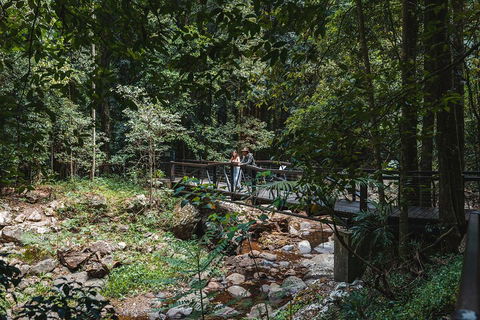 Springbrook AndTamborine Rainforest Tour Incl Natural Bridge And Glow Worm Cave - Kempsey Accommodation 3