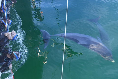 Dolphin Cruise From Adelaide With Optional Dolphin Swim - Kempsey Accommodation 0