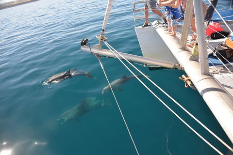 Dolphin Cruise From Adelaide With Optional Dolphin Swim - Kempsey Accommodation 1