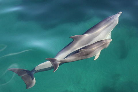 Dolphin Cruise From Adelaide With Optional Dolphin Swim - Kempsey Accommodation 4