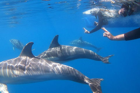 Dolphin Cruise From Adelaide With Optional Dolphin Swim - Kempsey Accommodation 5