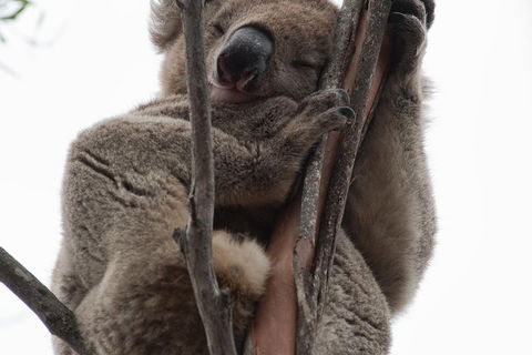 2-Day Kangaroo Island 4WD Small-Group Tour From Adelaide - Kempsey Accommodation 0