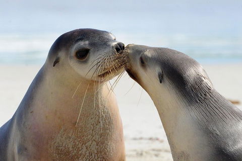 2 Day Ultimate Kangaroo Island With Return Ferry - Kempsey Accommodation 2