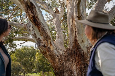 Full Day Flinders Chase Tour From Kangaroo Island - Kempsey Accommodation 5