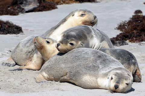 Small-Group Kangaroo Island 4WD Tour From Adelaide - Kempsey Accommodation 1