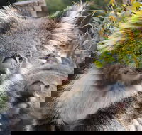 Kuranda Koala Gardens and Birdworld Admission Tickets - Kempsey Accommodation