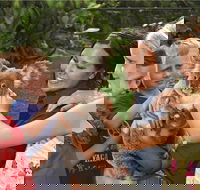 Kuranda Koala Gardens General Entry Ticket - Kempsey Accommodation