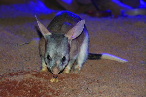 Kuranda Koala Gardens General Entry Ticket - Kempsey Accommodation 3