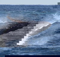 Whale Watching by Sea World Cruises - Kempsey Accommodation