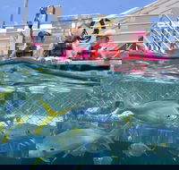 Outer Reef Pontoon Experience from Cairns - Kempsey Accommodation