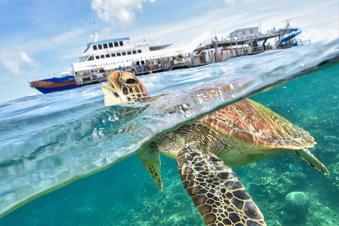 Outer Reef Pontoon Experience From Cairns - Kempsey Accommodation 5