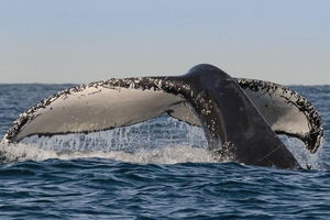 Sydney Whale-Watching Cruise Including Lunch or Breakfast