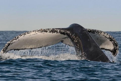 Sydney Whale-Watching Cruise Including Lunch Or Breakfast - Kempsey Accommodation 0