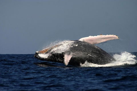 Sydney Whale-Watching Cruise Including Lunch Or Breakfast - Kempsey Accommodation 1