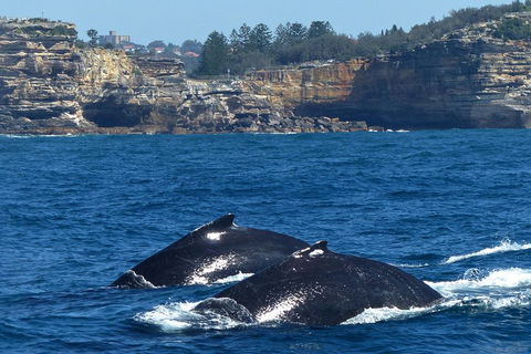 Sydney Whale-Watching Cruise Including Lunch Or Breakfast - Kempsey Accommodation 2