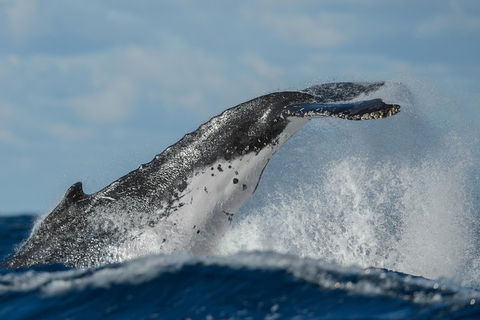 Sydney Whale-Watching Cruise Including Lunch Or Breakfast - Kempsey Accommodation 4