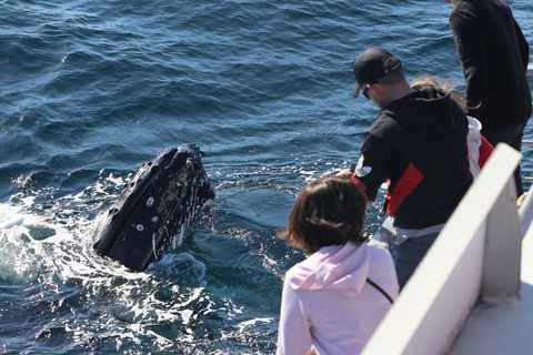 Sydney Whale-Watching Cruise Including Lunch Or Breakfast - Kempsey Accommodation 5