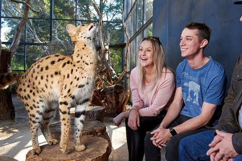 African Cat Encounter At Werribee Open Range Zoo - Kempsey Accommodation 0
