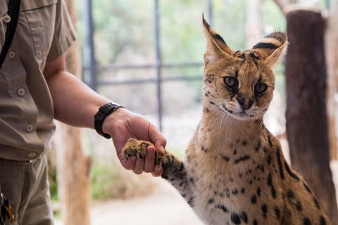 African Cat Encounter At Werribee Open Range Zoo - Kempsey Accommodation 1