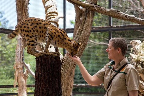 African Cat Encounter At Werribee Open Range Zoo - Kempsey Accommodation 2
