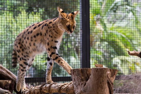 African Cat Encounter At Werribee Open Range Zoo - Kempsey Accommodation 3