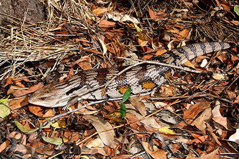 Hartley's Crocodile Adventures General Entry Ticket - Kempsey Accommodation 5