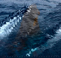 Phillip Island Whale Watching Tour - Kempsey Accommodation