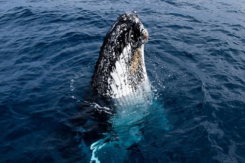 Phillip Island Whale Watching Tour - Kempsey Accommodation 0