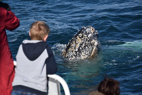 Phillip Island Whale Watching Tour - Kempsey Accommodation 2