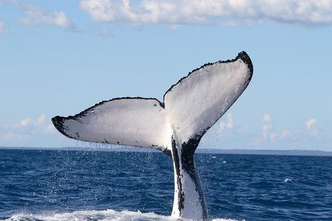 Phillip Island Whale Watching Tour - Kempsey Accommodation 3