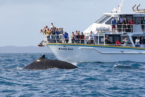 Phillip Island Whale Watching Tour - Kempsey Accommodation 4