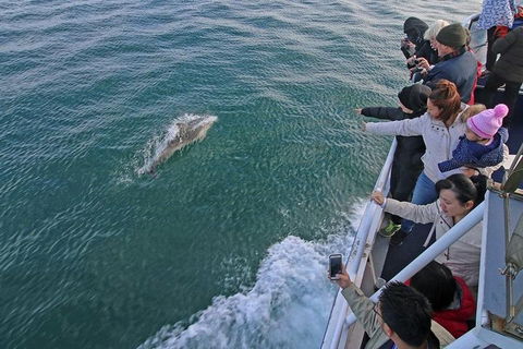 Phillip Island Whale Watching Tour - Kempsey Accommodation 5