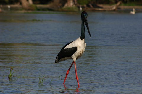 Litchfield And Jumping Crocodiles Full Day Trip From Darwin - Kempsey Accommodation 1