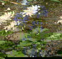 Yellow Water Cruise - Kakadu - Kempsey Accommodation