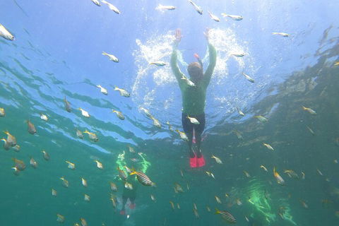Manly Snorkel Trip And Nature Walk With Local Guide - Kempsey Accommodation 0