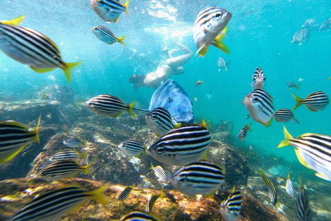 Manly Snorkel Trip And Nature Walk With Local Guide - Kempsey Accommodation 2