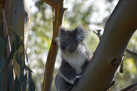 Healesville Sanctuary And Phillip Island Wildlife Bus Tour - Kempsey Accommodation 0