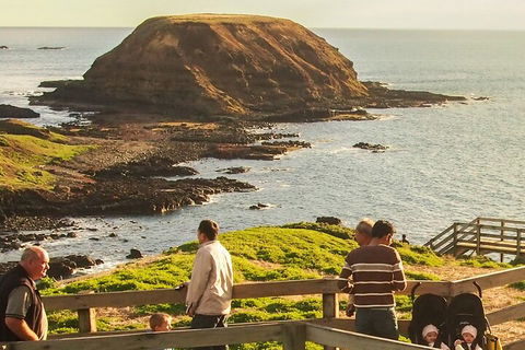 Healesville Sanctuary And Phillip Island Wildlife Bus Tour - Kempsey Accommodation 3