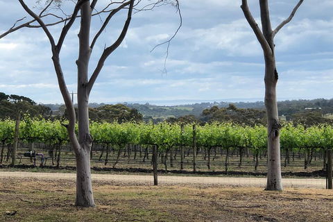 Yarra Valley Wine Tour Inc Lunch With A Glass Of Wine, Tastings And Chocolate - Kempsey Accommodation 3