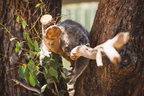 Phillip Island Medium Size Group Tour - Kempsey Accommodation 1
